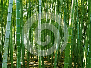 Green bamboo forest in sun light