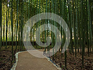 Green bamboo forest and walk way in Arashiyama
