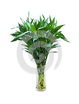 Green bamboo in a glass vase isolated on white background