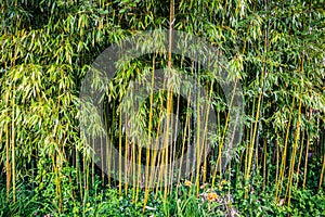 Green bamboo groves or forest, Bambusoideae