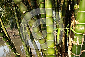 Green bamboo internode photo