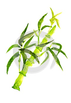 Green bamboo isolated