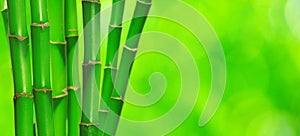 Green bamboo isolated on a green