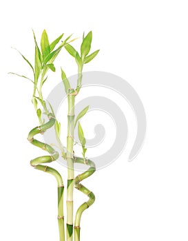 Green bamboo isolated on white