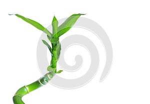 Green bamboo isolated on a white