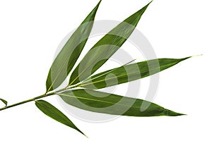 Green bamboo leaf