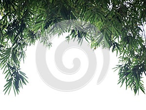 Green Bamboo leaf background - border design