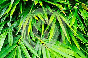 Green bamboo leaf closeup