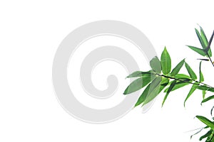 Green bamboo leaf , green tropical foliage texture isolated on white background of file with Clipping Path