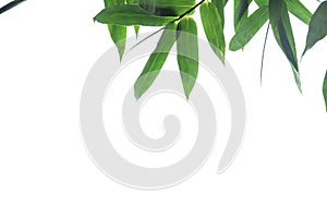 Green bamboo leaf , green tropical foliage texture isolated on white background of file with Clipping Path