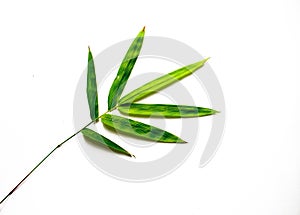 Green bamboo leaf on white background. Single bamboo leaf .