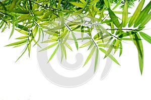 Green bamboo leaves