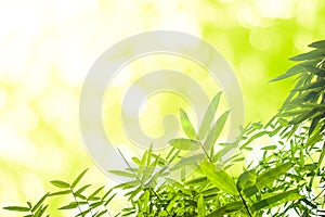 Green bamboo leaves or with background .Green Energy.