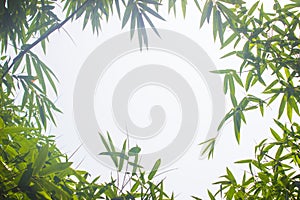 Green bamboo leaves or with background .Green Energy.