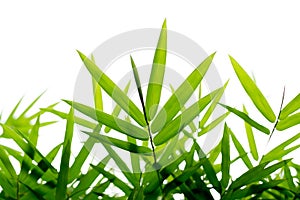 Green bamboo leaves background isolated