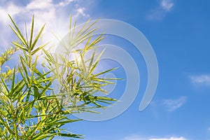 Green bamboo leaves with blue sky and sunlight in the background in sunny day.