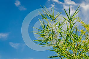 Green bamboo leaves with blue sky and sunlight in the background in sunny day.