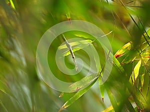 Green bamboo leaves on blurred tropical florest forground and background