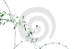 Green bamboo leaves and branches with beautiful pattern isolated on white background with copy space