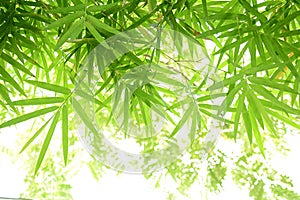 Green bamboo leaves
