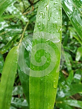 The green bamboo leaves are drenched in rain