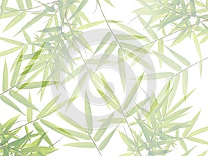 Green bamboo leaves in nature forest background