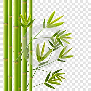 Green bamboo with leaves. Realistic tropical plants decoration on transparent background. Vector illustration.