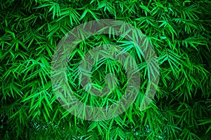 Green bamboo leaves