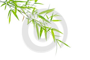 Green bamboo leaves