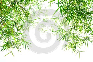 Green bamboo leaves