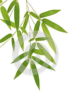 Green bamboo leaves on white background