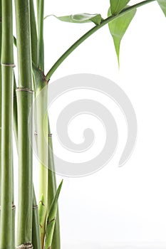 Green bamboo plant