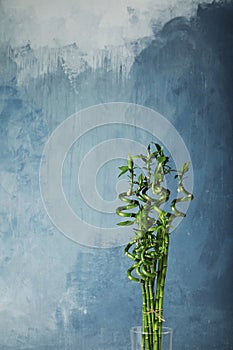 Green bamboo plant in glass vase