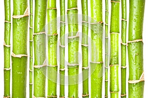 Green bamboo plant wall as a background