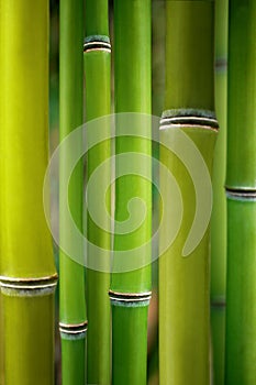 Green bamboo plant wall as a background