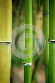 Green bamboo plant wall as a background