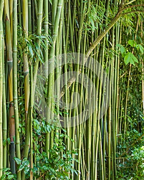 Green bamboo plants growing in a garden