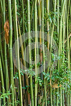 Green bamboo plants growing in a garden