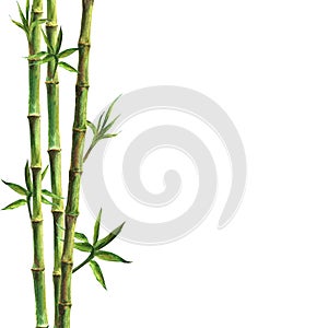 Green bamboo plants on white background