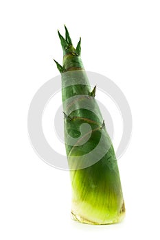 Green bamboo shoot