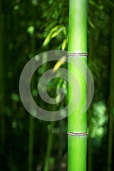 Green Bamboo Stalk