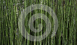 Green Bamboo Stalks Background Texture