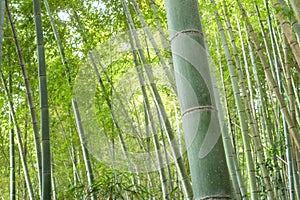 Green bamboo stem