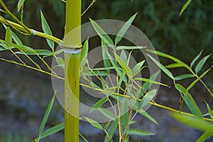 Green bamboo stem with leaves.