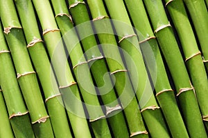 Green bamboo stems as background