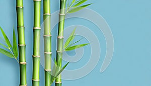 Green bamboo stems on blue background with copy space