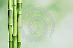 Green bamboo stems on blurred background with space