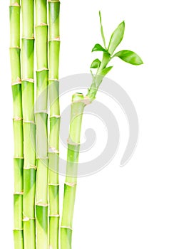 Green bamboo stems