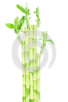 Green bamboo stems