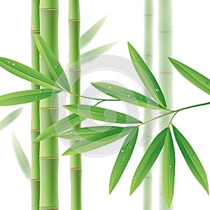 Green bamboo stems with leaves on white